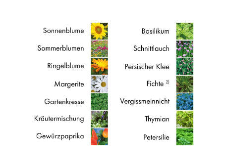 Pflanz-Set - 2er-Set - Basilikum / Gartenkresse