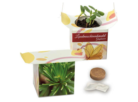 Blumenampel - Basilikum
