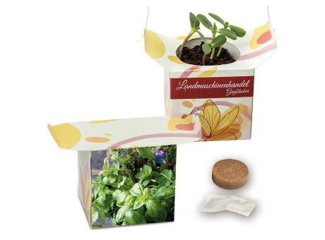 Blumenampel - Basilikum