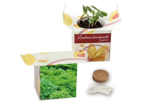 Blumenampel - Basilikum