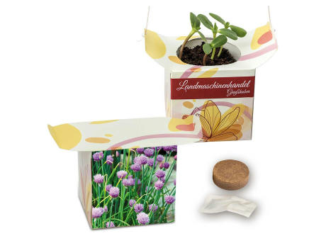Blumenampel - Basilikum