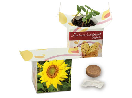 Blumenampel - Basilikum