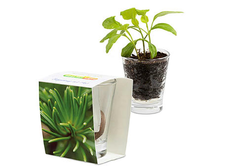 Caffeino-Glas mit Samen - Sonnenblume