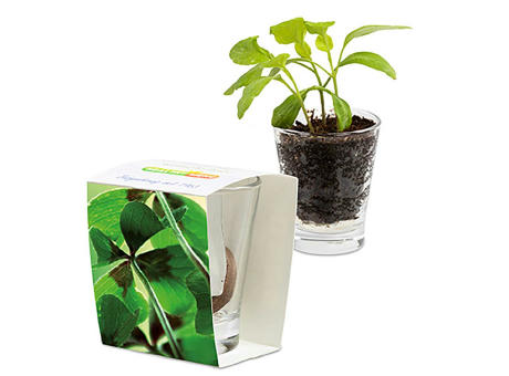 Caffeino-Glas mit Samen - Sonnenblume
