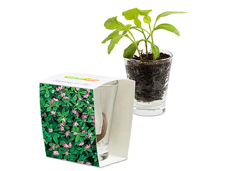 Caffeino-Glas mit Samen - Sonnenblume
