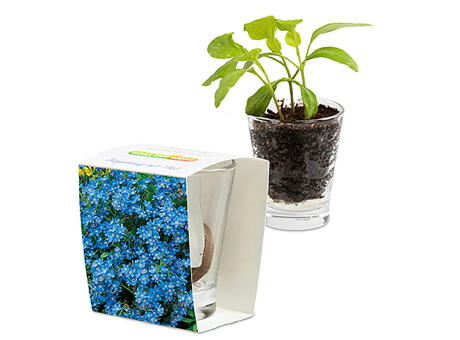 Caffeino-Glas mit Samen - Sonnenblume