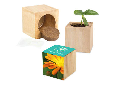 Pflanz-Holz Maxi mit Samen - Basilikum