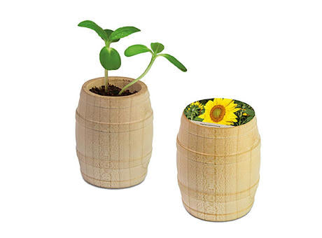 Pflanz-Fässchen mit Samen - Fichte