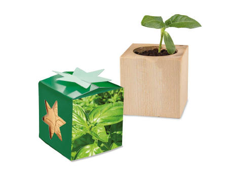 Pflanz-Holz Star-Box Ostern mit Samen - Eierbaumsamen