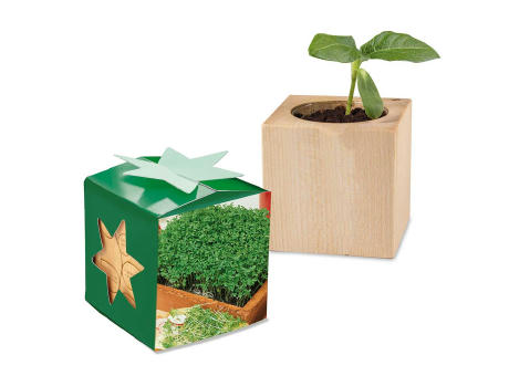 Pflanz-Holz Star-Box Ostern mit Samen - Eierbaumsamen