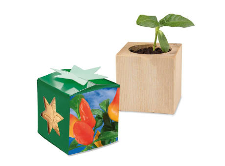 Pflanz-Holz Star-Box Ostern mit Samen - Eierbaumsamen