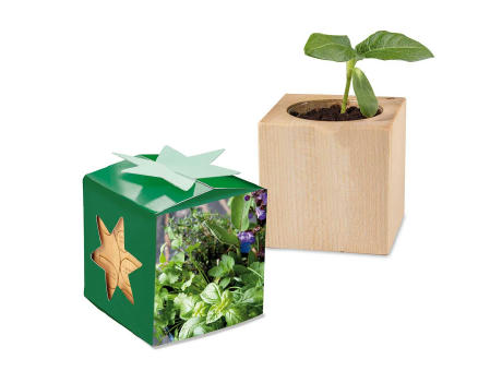 Pflanz-Holz Star-Box Ostern mit Samen - Eierbaumsamen
