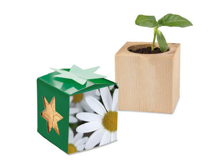 Pflanz-Holz Star-Box Ostern mit Samen - Eierbaumsamen