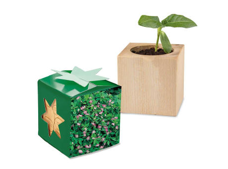 Pflanz-Holz Star-Box Ostern mit Samen - Eierbaumsamen