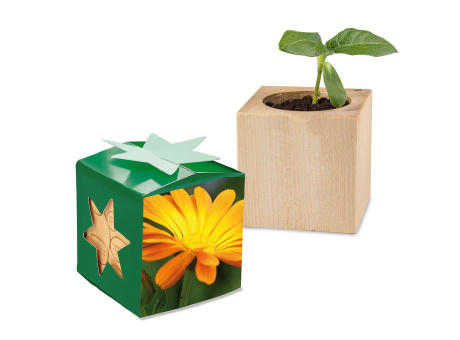 Pflanz-Holz Star-Box Ostern mit Samen - Eierbaumsamen