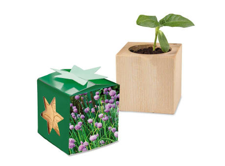 Pflanz-Holz Star-Box Ostern mit Samen - Eierbaumsamen