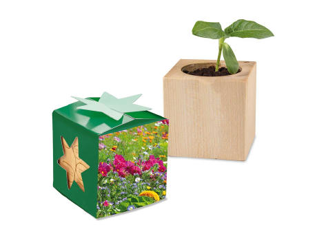 Pflanz-Holz Star-Box Ostern mit Samen - Eierbaumsamen