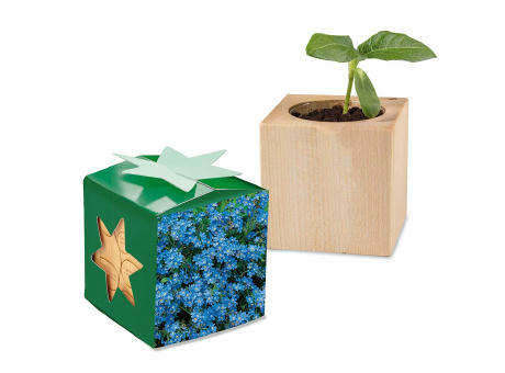 Pflanz-Holz Star-Box Ostern mit Samen - Eierbaumsamen