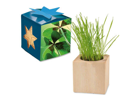 Pflanz-Holz Maxi Star-Box mit Samen - Basilikum