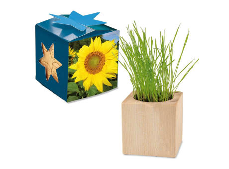 Pflanz-Holz Maxi Star-Box mit Samen - Basilikum