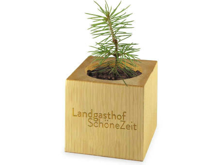 Pflanz-Holz Xmas mit Fichtensamen - Fichte