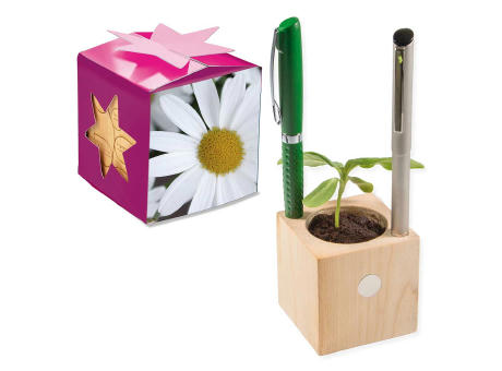 Pflanz-Holz Büro Star-Box mit Samen - Basilikum