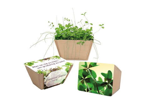 Mini-Beet mit Samen - Basilikum