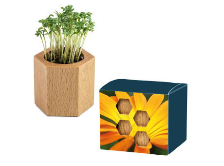 Pflanz-Holz Hexagon mit Samen - Basilikum