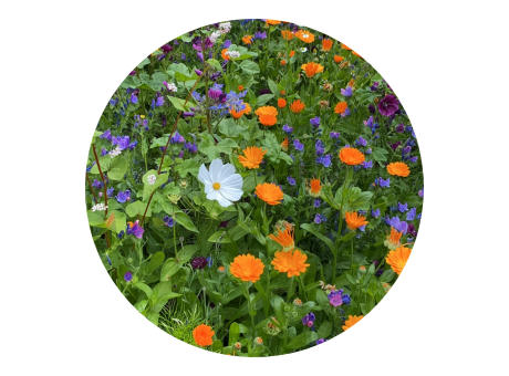 Tüte mit 4 Gramm Schnittblumensamen