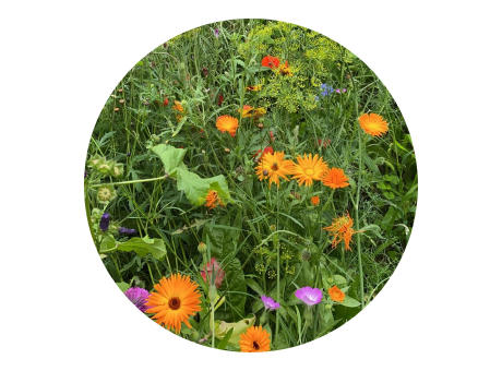 Tüte mit 4 Gramm Wildblumensamen
