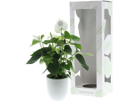 Message Printz® - Anthurium plant