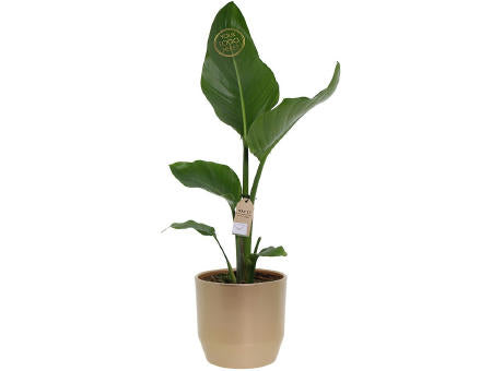 Message Printz® - Strelitzia small