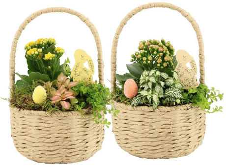 Easter carry basket large - Kalanchoe