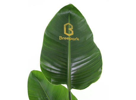 Message Printz® - Strelitzia small