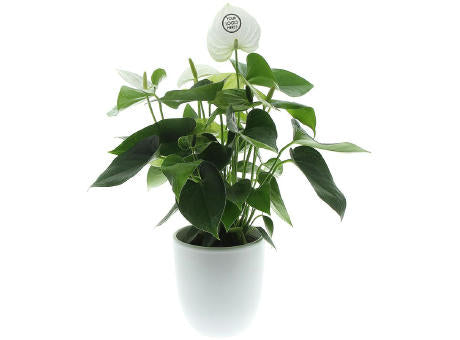 Message Printz® - Anthurium plant
