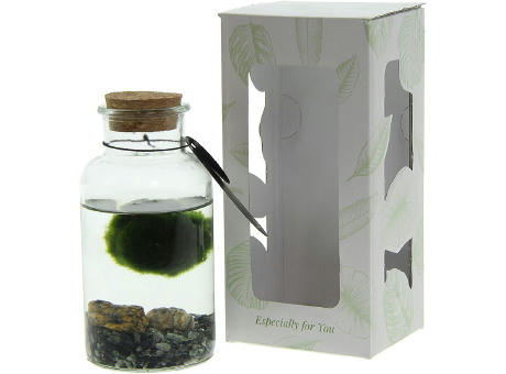 Marimo moss balls - Bottle medium
