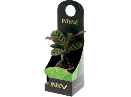 Hydroponic plants - Light plant in giftbox