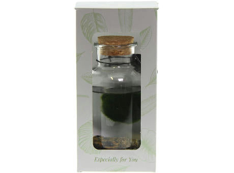 Marimo moss balls - Bottle medium