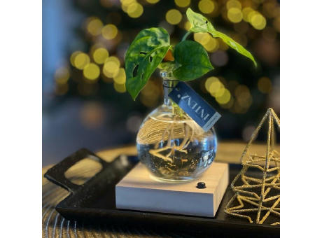 Hydroponic plants - Light plant in giftbox