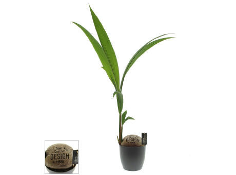 Green Brandingz® - Kokosnussbaum