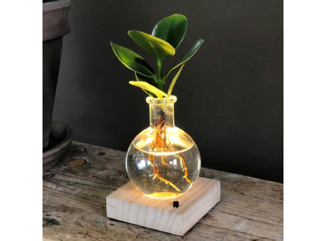 Hydroponic plants - Light plant in giftbox