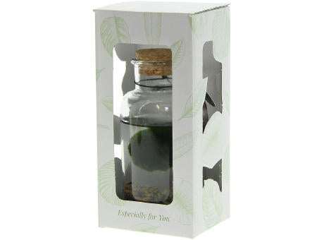Marimo moss balls - Bottle medium