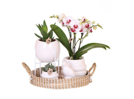 Botanical Giftset large - White Serenity