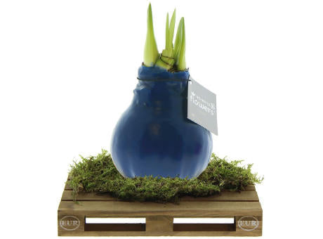 No Water Flowers® - Waxz® on pallet