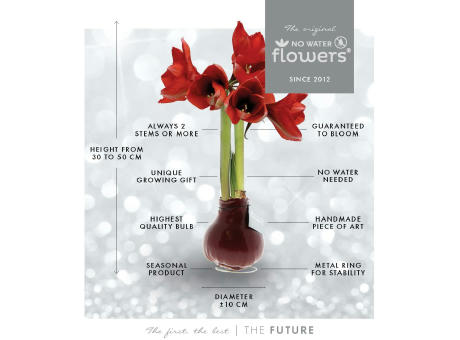 No Water Flowers® - Fashionz Xmas Silly mix