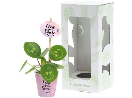Smylieplant® - Love im Pappbecher (small)