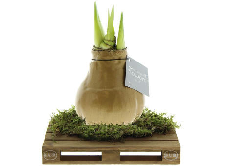 No Water Flowers® - Waxz® on pallet