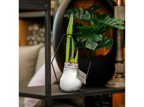 No Water Flowers® - Formz modern