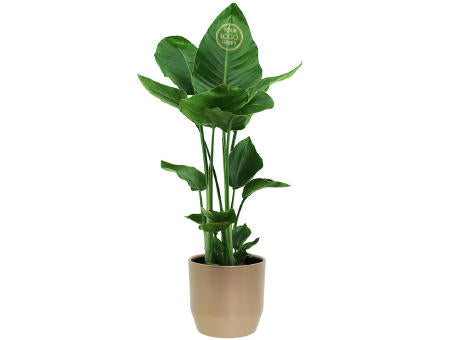 Message Printz® - Strelitzia large