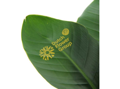 Message Printz® - Strelitzia large